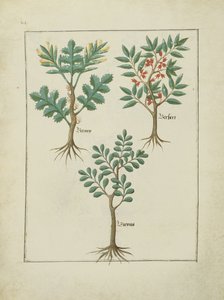 Illustratie uit Het Boek der Eenvoudige Geneesmiddelen door Robinet Testard